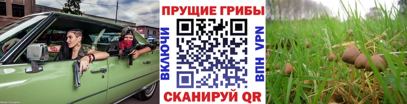 Псилоцибиновые грибы Cubensis  Красногорск 
